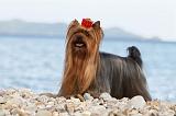 YORKSHIRE TERRIER 338